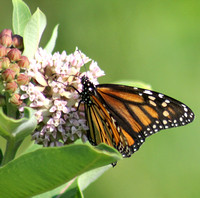 monarch1