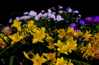 DSCF4391