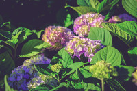 DSCF4375